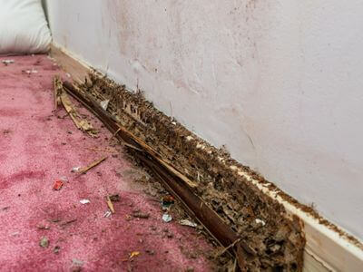 About NexGen Water Damage - water damage restoration experts in Tuscaloosa, AL